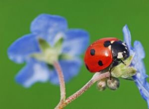 El significado espiritual de la mariquita:un poder diminuto pero positivo