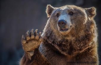 ¿Qué significa si un oso es tu espíritu animal?