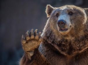 El Oso como Espíritu Animal: Significado, Poderes y Lecciones en Tradiciones Indígenas