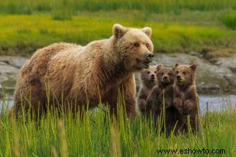 ¿Qué significa si un oso es tu espíritu animal?