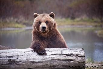 ¿Qué significa si un oso es tu espíritu animal?