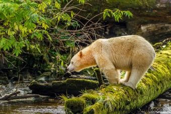 ¿Qué significa si un oso es tu espíritu animal?