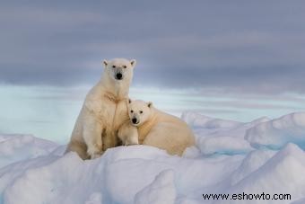 ¿Qué significa si un oso es tu espíritu animal?