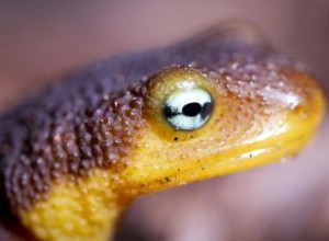 ¿Qué es el ojo de tritón en la magia? Significado y usos con semillas de mostaza