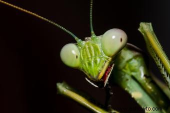 Rasgos comunes de alienígenas insectoides y encuentros problemáticos 