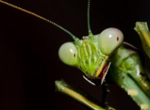 Rasgos comunes de alienígenas insectoides y encuentros problemáticos 