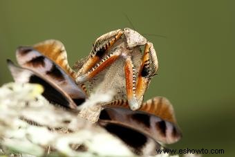 Rasgos comunes de alienígenas insectoides y encuentros problemáticos 