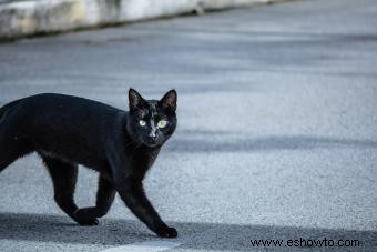 10 supersticiones de Halloween a tener en cuenta en la víspera de Todos los Santos 