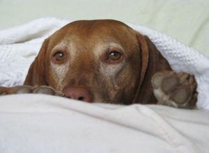 Guía Completa para Iniciar un Negocio de Fotografía de Mascotas: Pasos y Consejos Expertos