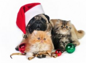 Guía Experta: Cómo Fotografiar a tus Mascotas en Navidad con Resultados Profesionales