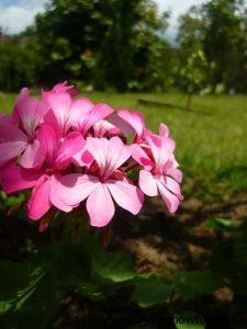Técnicas de fotografía de flores