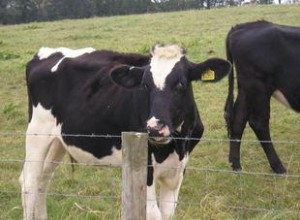 Guía experta: Cómo tomar fotos profesionales de ganado