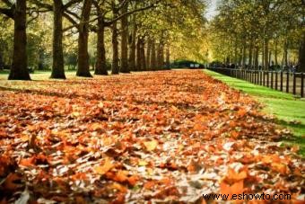 Papel de álbum de recortes de otoño