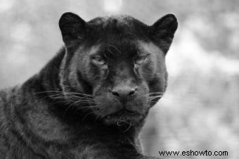 Peluche de Pantera Negra