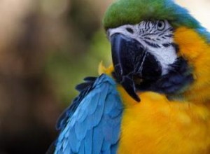 Opciones de juguetes de animales de loro de peluche