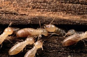¿Cómo puedo saber si las termitas se están comiendo mi casa?