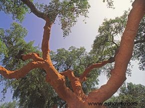 ¿Los suelos de bambú son realmente verdes?