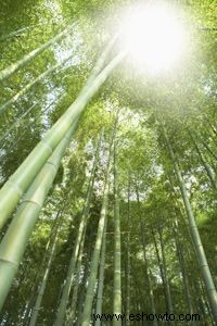 ¿Los suelos de bambú son realmente verdes?