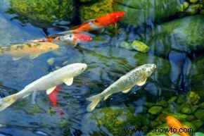 Piscina-fuente de jardín con peces burbujeantes