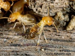 ¿Cómo puede el cobre mantener a raya a las termitas?