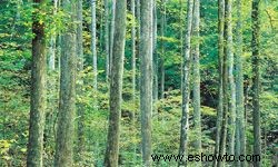 5 maderas duras sostenibles