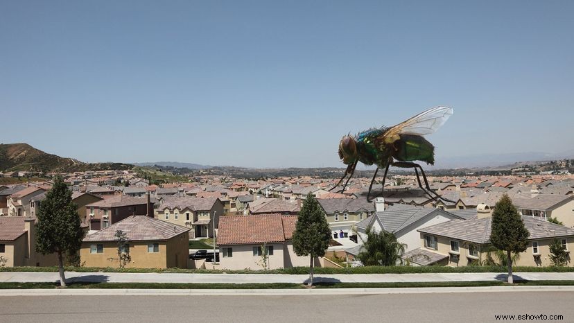 Diez formas de proteger su hogar contra insectos