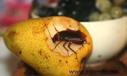 10 sencillos consejos para acabar con las invasiones de insectos en interiores 
