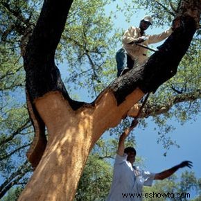 ¿Es el corcho la opción más ecológica para su encimera?