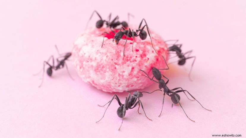 Cómo deshacerse de las hormigas