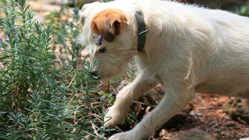 Cómo hacer repelente casero para perros