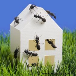 Cómo mantener su hogar libre de insectos en el verano 