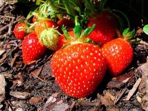 Cómo cultivar frutas