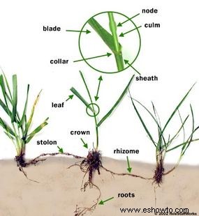 Cómo funciona Grass