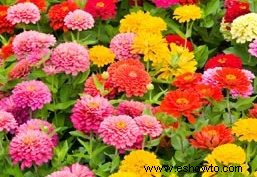 Flores anuales multicolores