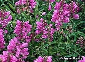 Flores perennes de rosa a fucsia