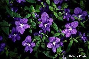 Flores anuales de azul a púrpura