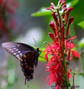 Flores perennes rojas