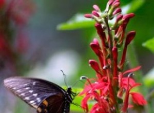 Flores Perennes Rojas: Las Más Vibrantes para Tu Jardín en Pleno Sol