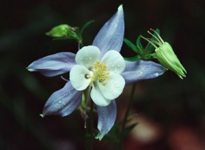Flores Perennes: Guía Experta para Elegir las Mejores Plantas Resistentes y Coloridas