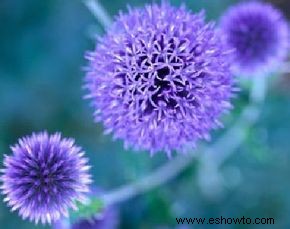 Flores perennes de azul a púrpura