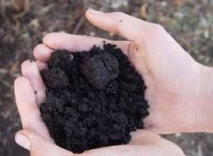 Guía Experta para Cultivar un Jardín de Hierbas: Preparación del Suelo, Fertilización y Consejos Prácticos