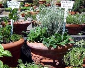 Cómo hacer crecer un jardín de hierbas