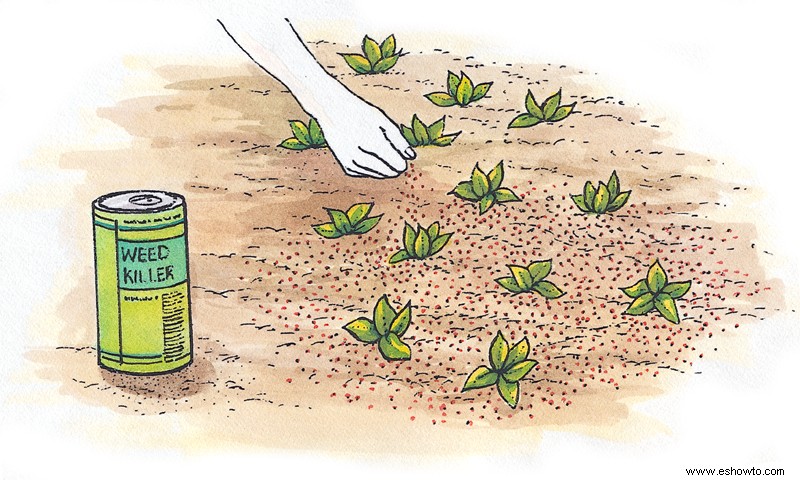 Cómo prevenir las enfermedades de las plantas
