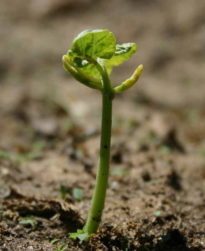 Cómo preparar el suelo para plantar