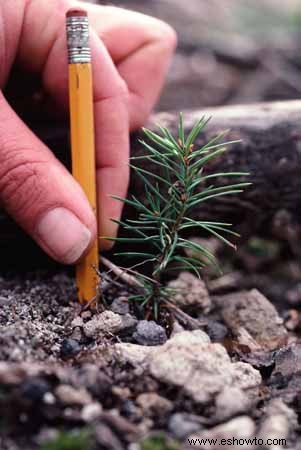 Cómo regar las plantas