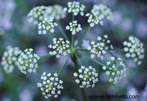 Dulce Alyssum