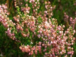 Arbustos de hoja perenne