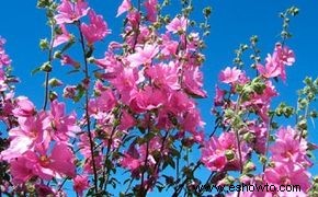 Flores anuales de rosa a fucsia