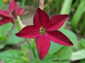 Nicotiana, tabaco en flor