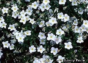 Nierembergia, flor de copa